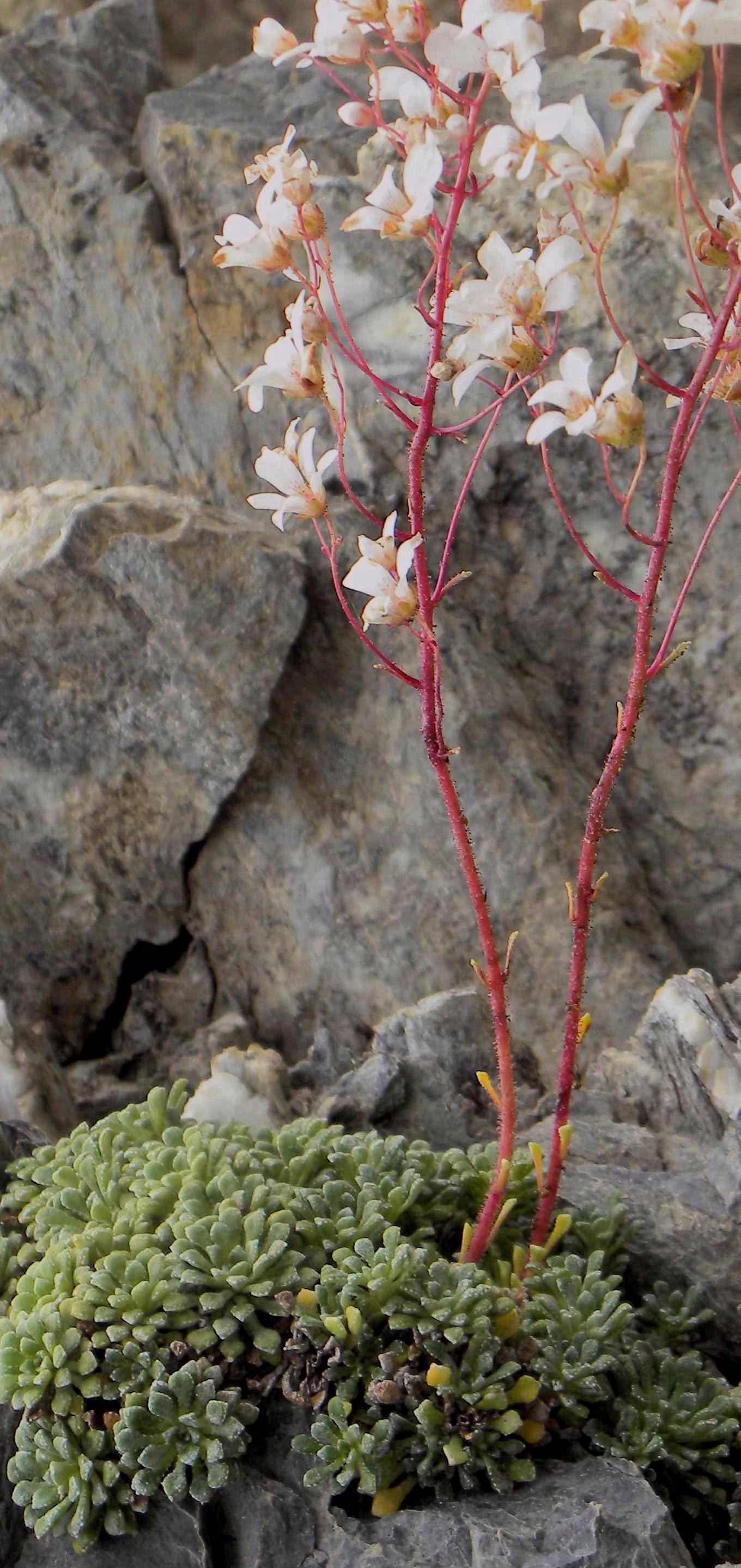 Saxifraga cochlearis / Sassifraga spatolata